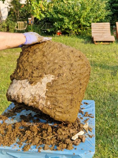 Einschmieren mit Kuhdung